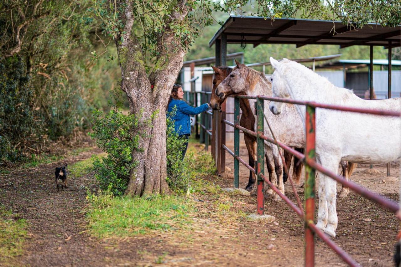 Finca Agroturismo Son Menut Felanitx Exteriör bild